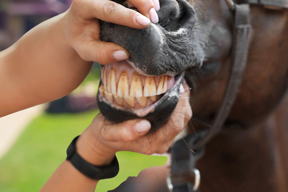 horse mouth ulcers
